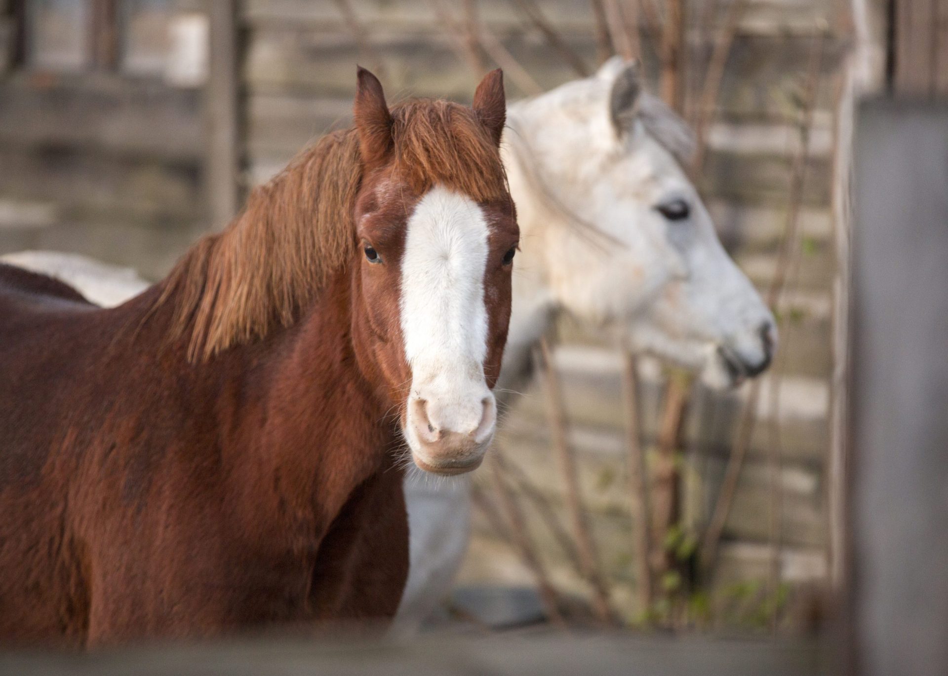 Zwei Ponys auf der Koppel