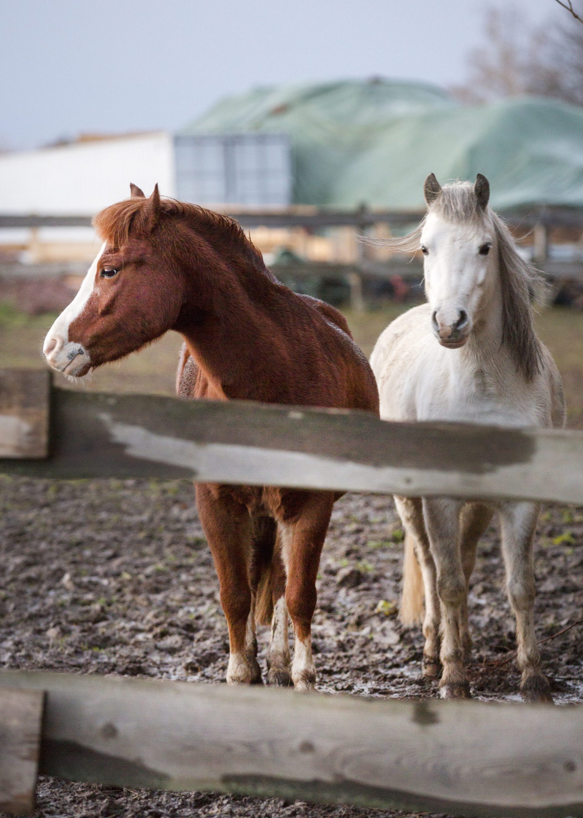 Zwei Ponys auf der Koppel